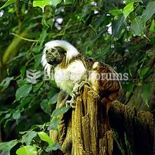 Geoffroy's tamarin has been considered a subspecies of the similar cottontop tamarin, shown abo