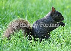 Several species of squirrels have melanistic phases. In large parts of United States and Canada, the