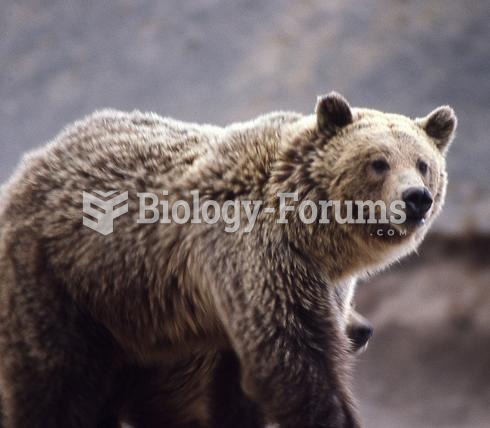 A grizzly bear in Yellowstone National Park.
