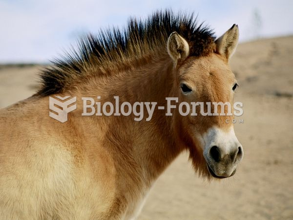 Przewalski's Horse Equus caballus przewalskii
