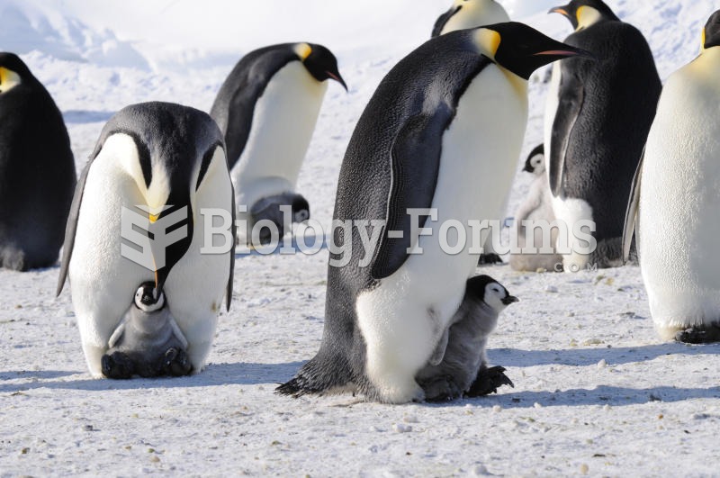 Emperor penguins with their black and white plumage stand out against the snow and colonies