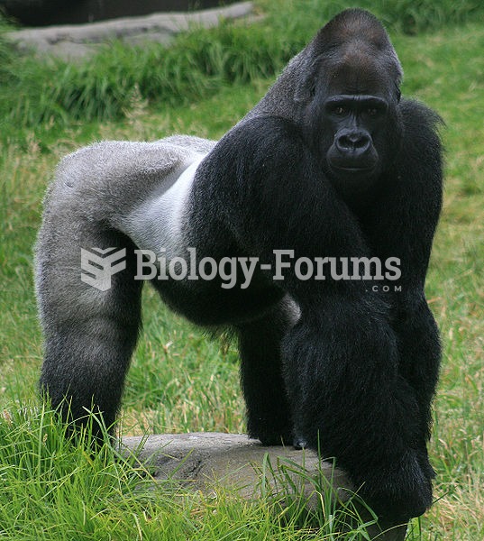 Male gorilla