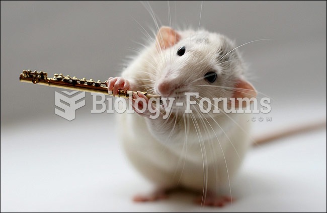 Rat Playing Flute