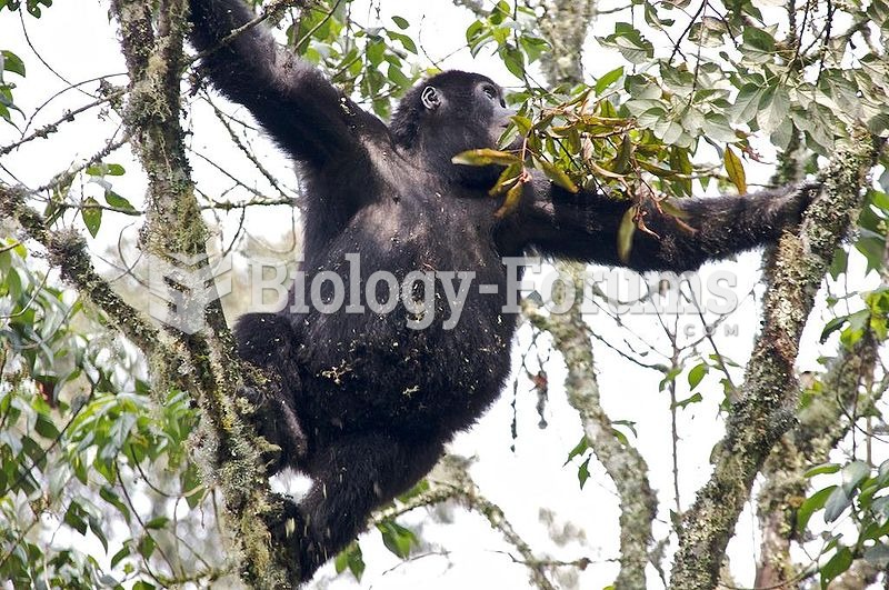 Young gorilla in tree