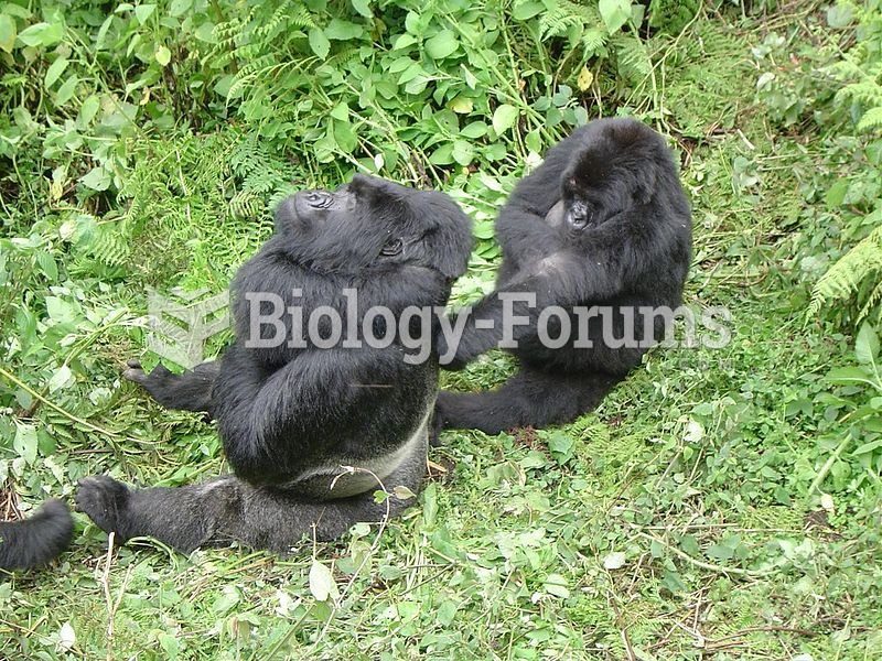 Silverback gorilla with one of his females