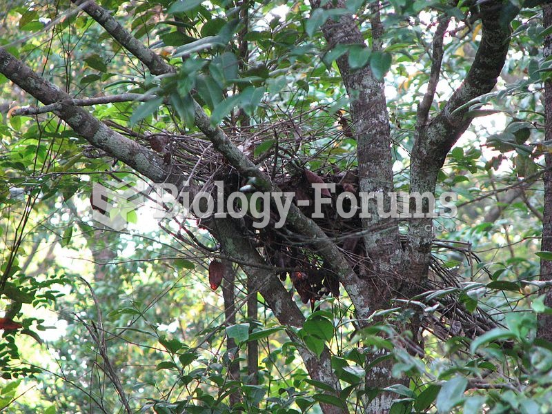 Gorilla night nest constructed in a tree.