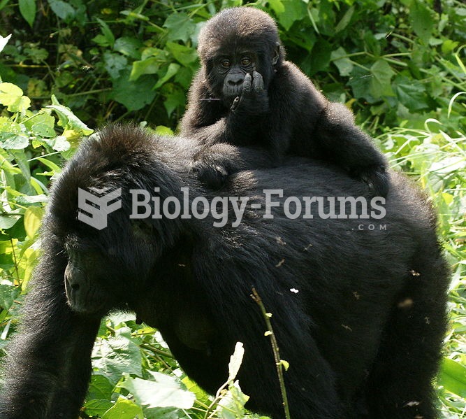 Young gorilla riding on mother