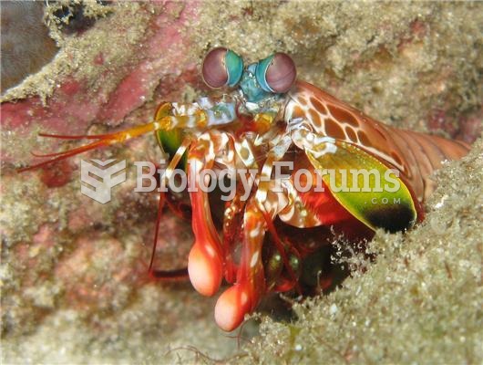 Flower mantis shrimp.