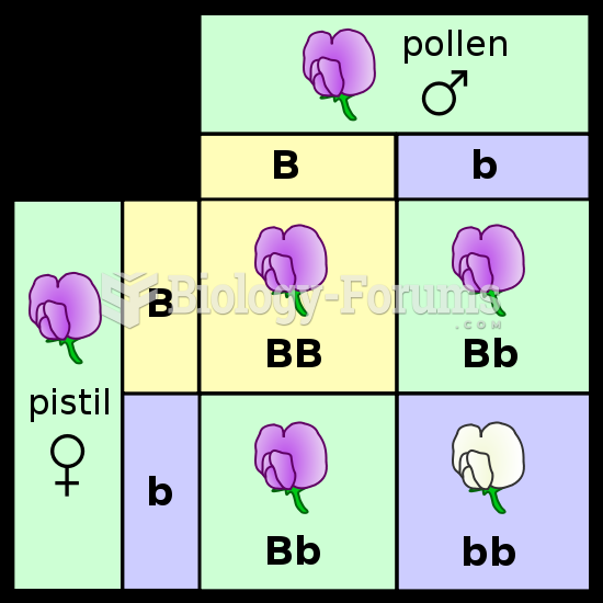 A Punnett square depicting a cross between two pea plants heterozygous for purple (B) and white (b) 