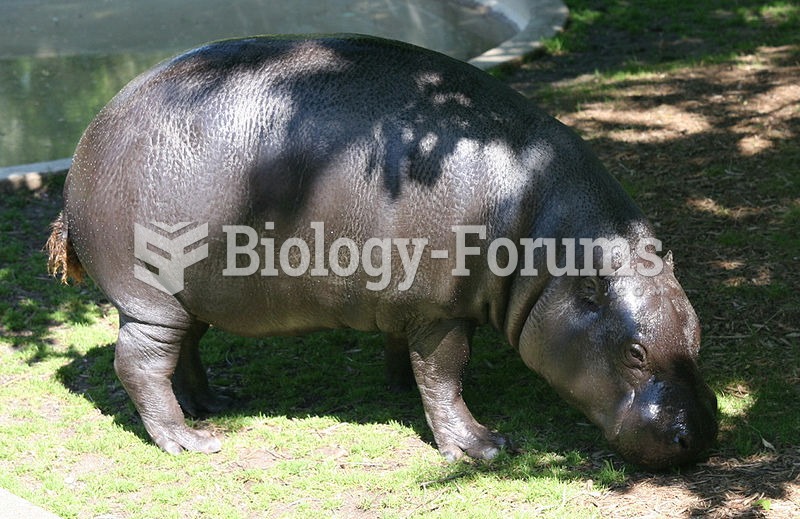 A pygmy hippopotamus at National Zoo.