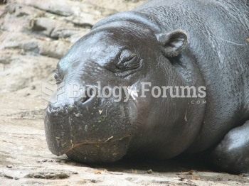 A pygmy hippopotamus resting at Louisville Zoo