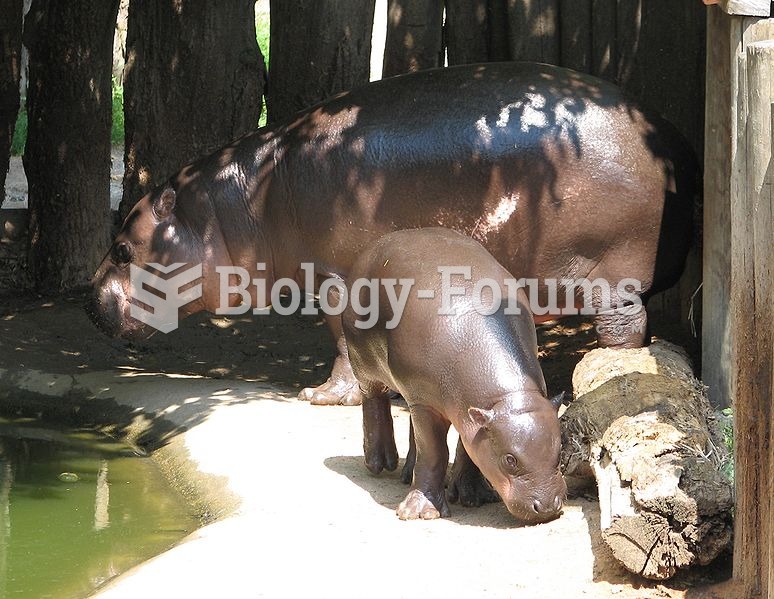 aby pygmy hippopotamus stands near its parent at a zoo in Jihlava, Czech Republic