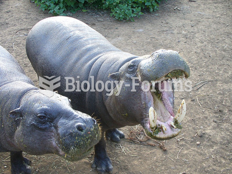 Pair of pygmy hippos beg for sugar cane at the Mount Kenya Wildlife Conservancy