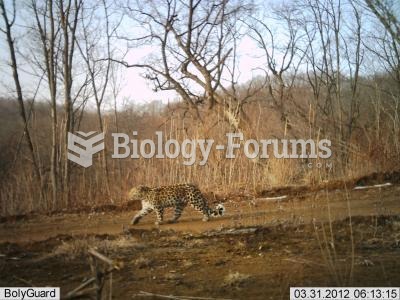 First Camera Trap Photos of Rare Leopard in China