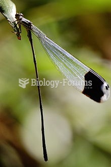 Pseudostigmatidae is a family of tropical damselflies, known as helicopter damselflies, giant damsel