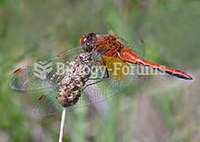 The yellow-winged darter, Sympetrum flaveolum, is a dragonfly found in Europe and mid and Northern C