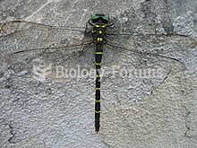 The Cordulegastridae are a family of Odonata (dragonflies) from the suborder Anisoptera. They are co