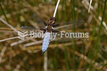 A male Broad-bodied Chaser