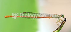 The insect family Coenagrionidae is found in the order Odonata and the suborder Zygoptera.