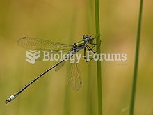 A male Lestes dryas in the "spread-winged" posture that gives the family its common name