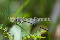 Common Flatwing (Austroargiolestes icteromelas: Argiolestinae)