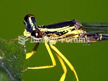 Platycnemididae are a family of damselfly called white-legged damselflies.