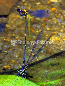 Protoneuridae is a family of damselflies. Most species are commonly known as threadtails, while othe