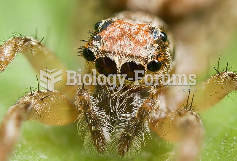 This jumping spider's main ocelli (center pair) are very acute.