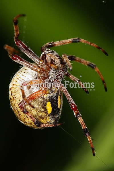 An orb weaver producing silk from its spinnerets