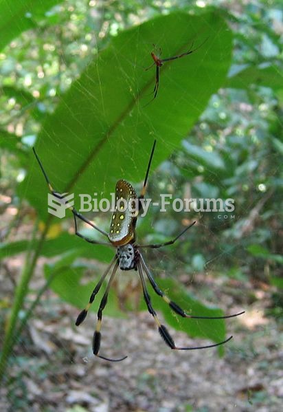 The tiny male of the Golden orb weaver (Nephila clavipes)