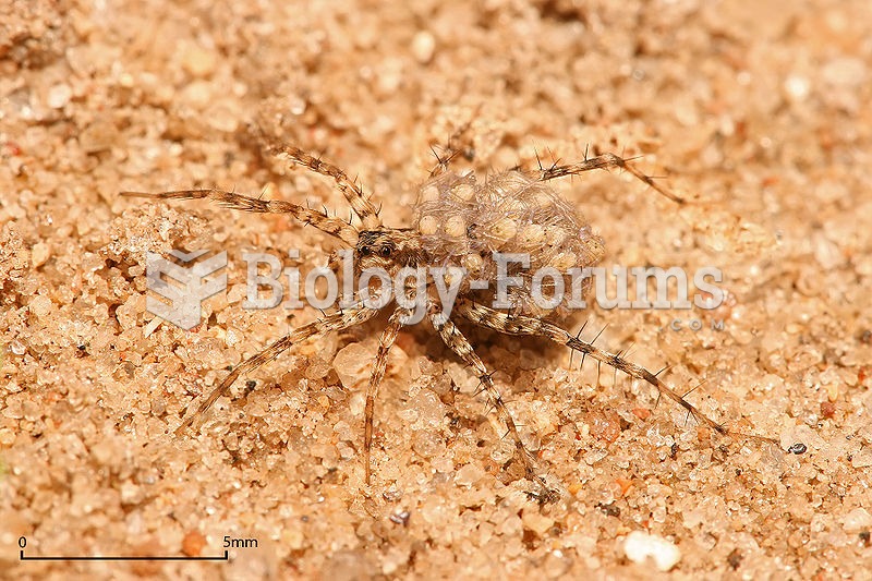 Wolf spider carrying its young in its egg sac.