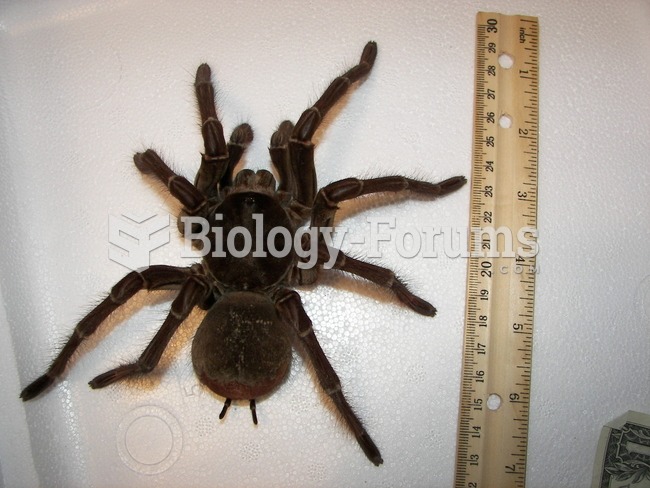 Goliath birdeater (Theraphosa blondi), the largest spider, next to a ruler.