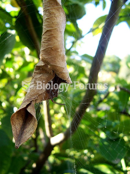 The Phonognatha graeffei or leaf-curling spider's web serves both as a trap and as a way of mak
