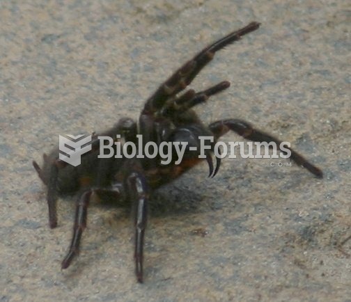 Threat display by a Sydney funnel-web spider (Atrax robustus).