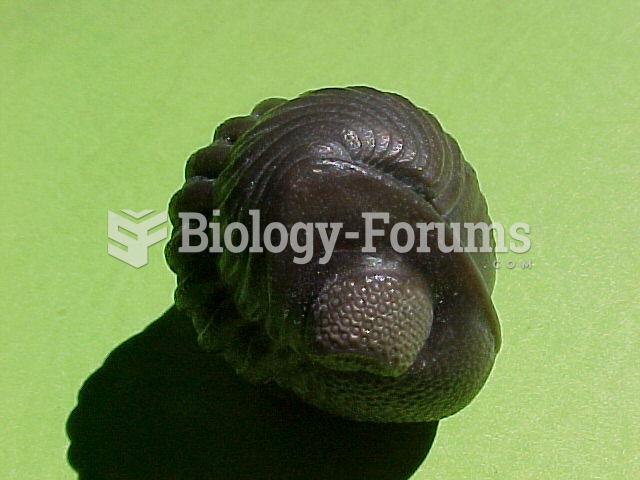An enrolled phacopid trilobite Phacops rana crassituberculata