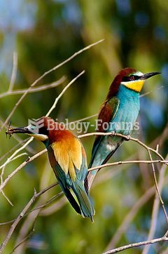 European Bee-eaters, (Merops apiaster)