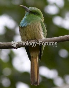 The Blue-bearded Bee-eater Nyctyornis athertoni is a large species of bee-eater found in South Asia.