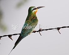 he Blue-cheeked Bee-eater, Merops persicus, is a near passerine bird in the bee-eater family, Meropi