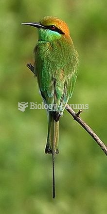 The Green Bee-eater, Merops orientalis, (sometimes Little Green Bee-eater) is a near passerine bird 