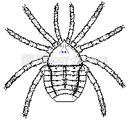 Palaeotarbus jerami, a trigonotarbid and the oldest known arachnid