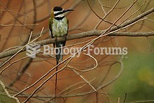 he White-throated Bee-eater, Merops albicollis is a near passerine bird in the bee-eater family Mero