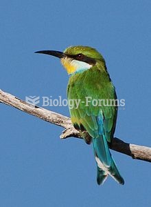 Swallow-tailed Bee-eater in Etosha National Park, Namibia