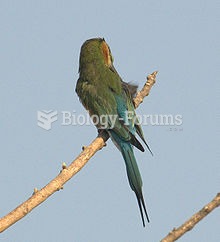 Blue-tailed Bee-eater from behind, showing the blue rump and tail