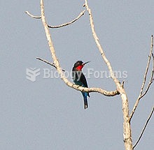 The Black Bee-eater (Merops gularis) is a species of bird in the Meropidae family.