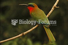 The Red-throated Bee-eater (Merops bullocki) is a species of bird in the Meropidae family.