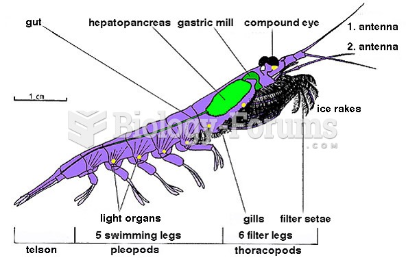 A shed carapace of a lady crab, part of the hard exoskeleton