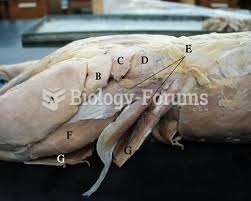 cat muscle anatomy lab6