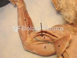 cat muscle anatomy lab14