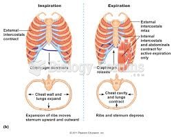 External intercostals