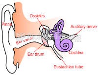 External auditory canal